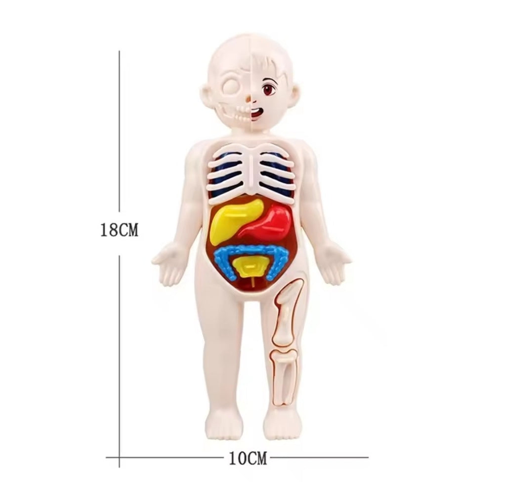 BodyQuest™